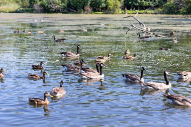 Göldeki Kanada kazı (Branta canadensis)