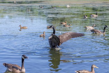 Göldeki Kanada kazı (Branta canadensis)