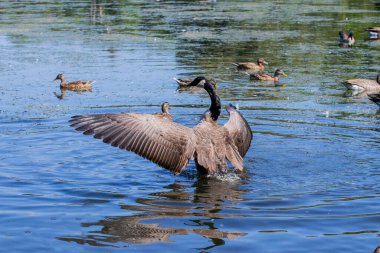 Göldeki Kanada kazı (Branta canadensis)