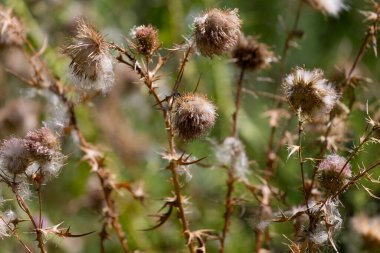 Mızrak devedikeni, boğa devedikeni veya yaygın devedikeni (Cirsium vulgare). Deve devedikeni, rüzgarla yayılan bir tohum metodu. Küçük tohumlar ispinozların ve diğer küçük kuşların favorisidir..
