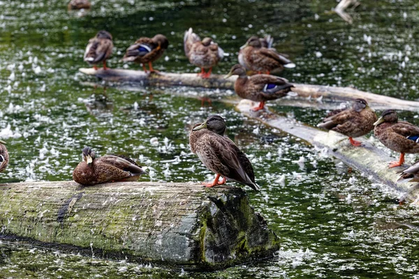 湖上的小野鸭 — 图库照片