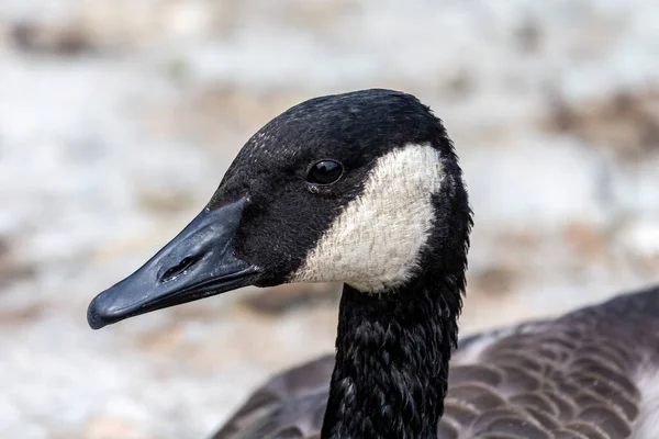 Ganso Canadá Branta Canadensis Cabeza Detalle —  Fotos de Stock