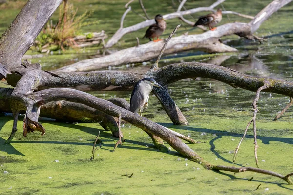 Der Schwarzkronenreiher Auf Dem Sumpfgebiet — Stockfoto