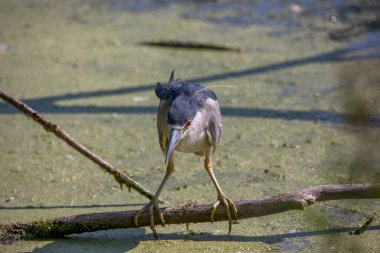 Bataklıktaki siyah taçlı balıkçıl