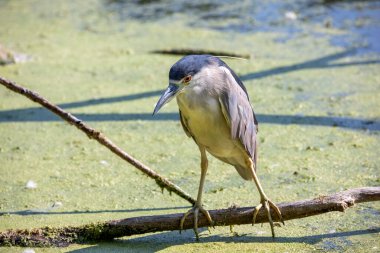 Bataklıktaki siyah taçlı balıkçıl