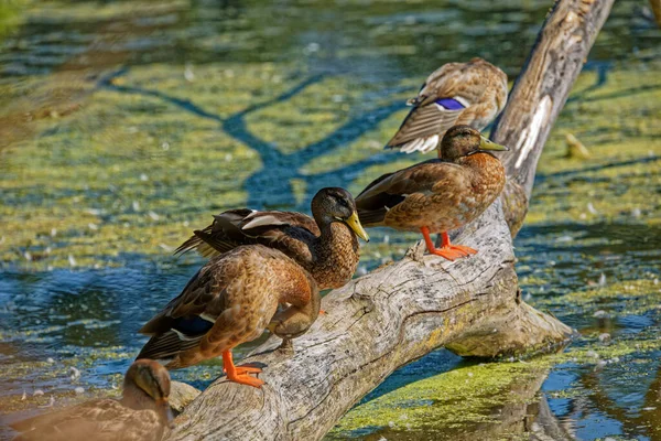 Σκύψε Νεαρή Πάπια Mallard Στη Λίμνη — Φωτογραφία Αρχείου