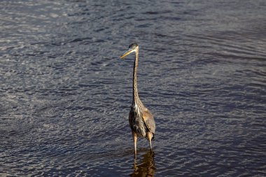 Michigan gölünün kıyısındaki büyük mavi balıkçıl.