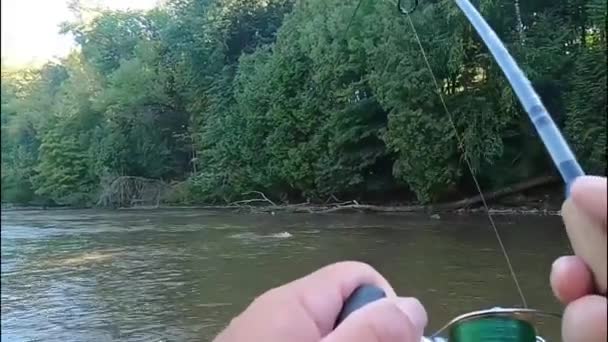 Pêche Saumon Sur Rivière Dans Wisconsin — Video