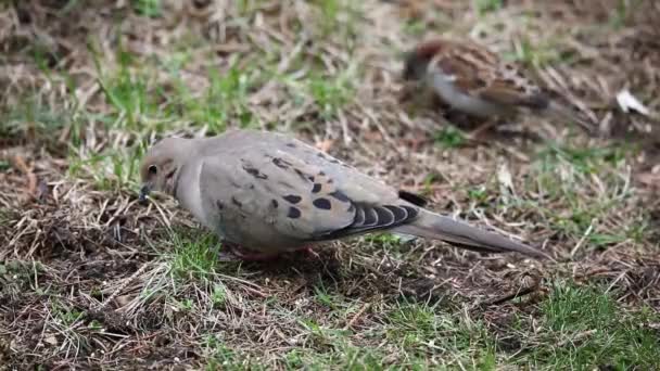 Zenaida Macroura 也被称为美国哀鸽 American Mourning Dove Rain Dove 俗称海龟鸽 Turtle — 图库视频影像