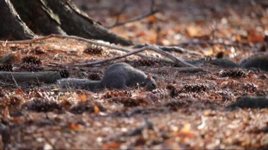 Gri sincap olarak bilinen Doğu gri sincap, Doğu Kuzey Amerika 'nın yerli hayvanıdır.
