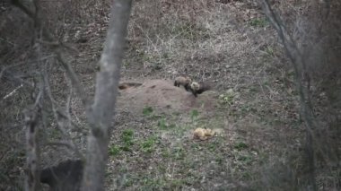 Kızıl tilki (Vulpes vulpes), tilki yuvasının önünde küçük, genç tilkiler ve yaşlı tilki..