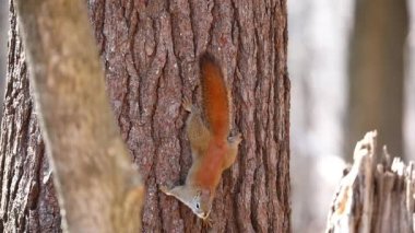 Amerikan kırmızı sincabı (Tamiasciurus hudsonicus) çam sincabı, Kuzey Amerika kırmızı sincabı ve chickaree olarak bilinir..