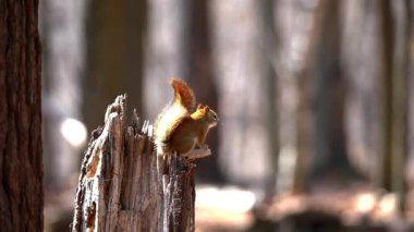 Amerikan kırmızı sincabı (Tamiasciurus hudsonicus) çam sincabı, Kuzey Amerika kırmızı sincabı ve chickaree olarak bilinir..