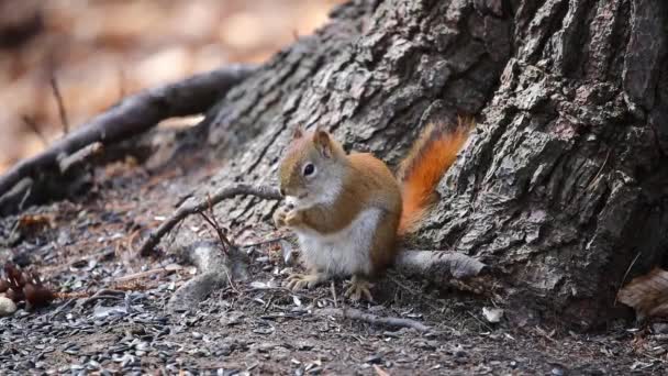 Ardilla Roja Americana Tamiasciurus Hudsonicus Conocida Como Ardilla Pino Ardilla — Vídeo de stock