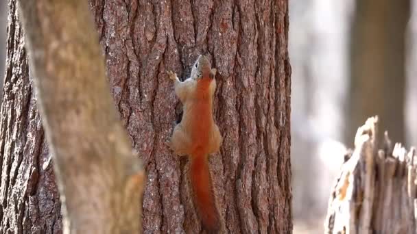 Amerikanisches Rotes Eichhörnchen Tamiasciurus Hudsonicus Bekannt Als Kiefernhörnchen Nordamerikanisches Rotes — Stockvideo