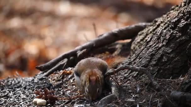 Amerikanisches Rotes Eichhörnchen Tamiasciurus Hudsonicus Bekannt Als Kiefernhörnchen Nordamerikanisches Rotes — Stockvideo