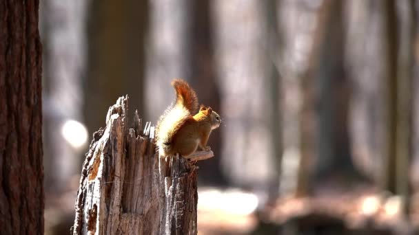 Американская Красная Белка Tamiasciurus Hudsonicus Известная Сосновая Белка Североамериканская Красная — стоковое видео