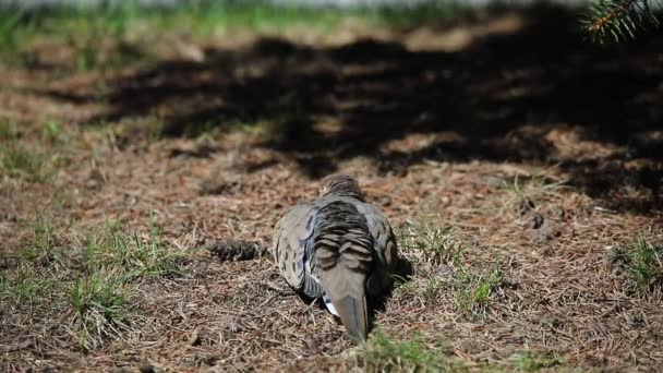 Mourning Dove Zenaida Macroura Also Known American Mourning Dove Rain — Stock Video