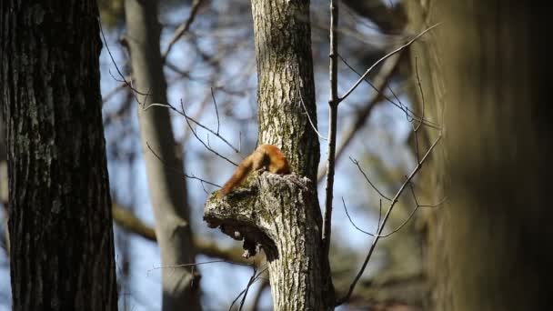 Amerikanisches Rotes Eichhörnchen Tamiasciurus Hudsonicus Bekannt Als Kiefernhörnchen Nordamerikanisches Rotes — Stockvideo