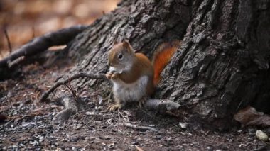 Amerikan kırmızı sincabı (Tamiasciurus hudsonicus) çam sincabı, Kuzey Amerika kırmızı sincabı ve chickaree olarak bilinir..