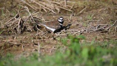 Öldürücü geyik (Charadrius vociferus), Amerika kıtasında bulunan büyük bir yağmurluktur..