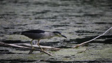 Siyah taçlı gece balıkçıl (Nycticorax nycticorax) bataklıkta avlanıyor