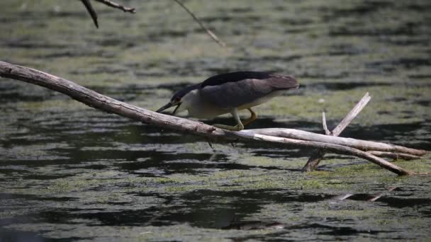 Μαυροστεφανωμένος Ερωδιός Της Νύχτας Nycticorax Nycticorax Κυνηγάει Στο Βάλτο — Αρχείο Βίντεο