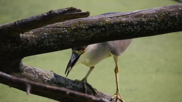 Noční Volavka Černou Korunou Nycticorax Nycticorax Lovící Bažině — Stock video