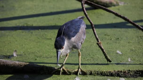 Garça Noite Coroada Preta Nycticorax Nycticorax Caça Pântano — Vídeo de Stock