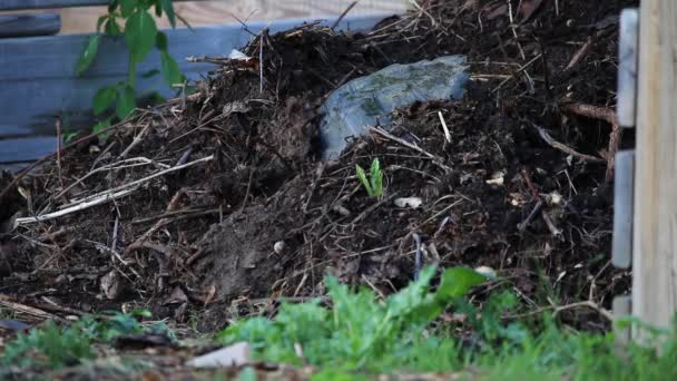 Den Vanliga Sköldpaddan Chelydra Serpentina Gräver Ett Hål För Äggläggning — Stockvideo