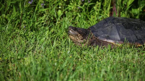 Κοινή Χελώνα Θραύσης Chelydra Serpentina Στο Λιβάδι — Αρχείο Βίντεο