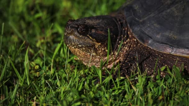 Tortue Serpentine Chelydra Serpentina Sur Prairie — Video