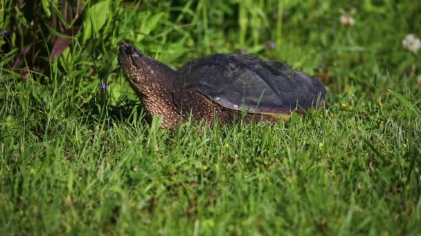 Common Snapping Turtle Chelydra Serpentina Meadow — Stock Video
