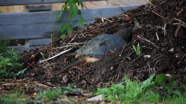 Gewone Schildpad Chelydra Serpentina Graaft Een Gat Voor Het Leggen — Stockvideo