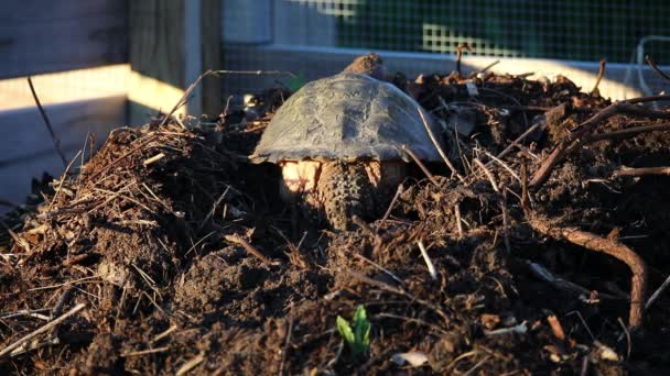 Common Snapping Turtle Chelydra Serpentina Digs Hole Laying Eggs Bury — Stock Video