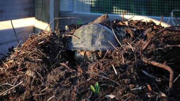 Κοινή Χελώνα Chelydra Serpentina Σκάβει Μια Τρύπα Για Γεννήσει Αυγά — Αρχείο Βίντεο