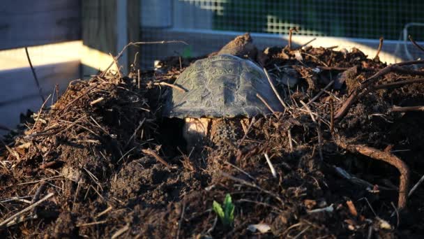 Tartaruga Comum Chelydra Serpentina Cava Buraco Para Colocar Ovos Depois — Vídeo de Stock