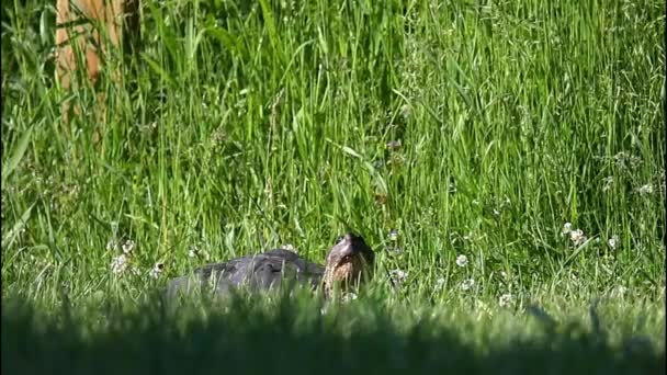 Common Snapping Turtle Chelydra Serpentina Meadow — Stock Video