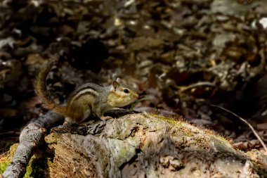Parkın doğusundaki sincap (Tamias striatus)