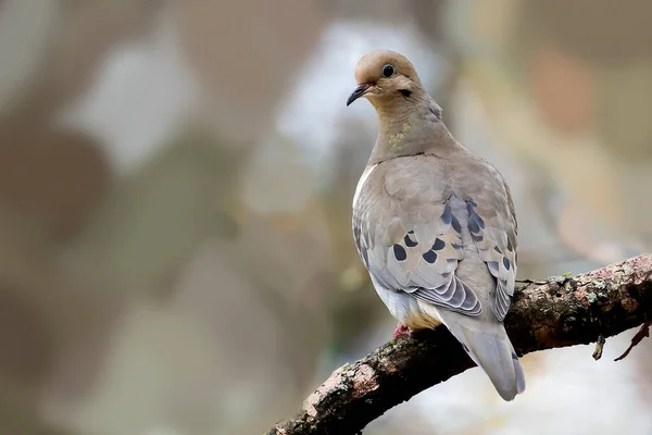 Den Sörjande Duvan Zenaida Macroura Även Känd Som Den Amerikanska — Stockfoto