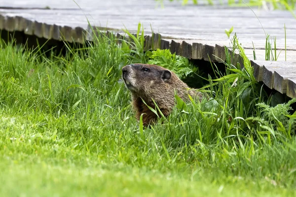 Den Murmeldjur Marmota Monax Även Känd Som Vedchuck Äng Scen — Stockfoto