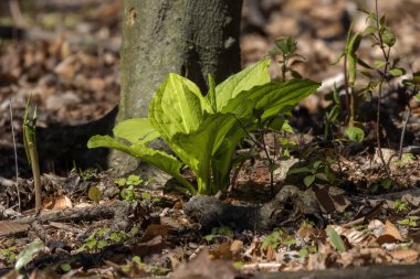 Kokarca lahanası (Symplocarpus foetidus), Wisconsin 'de ilkbaharda büyüyüp çiçek açan ilk yerel bitkilerden biridir..