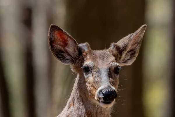 Cerf Virginie Printemps Alors Ils Changent Leur Manteau Hiver Été — Photo