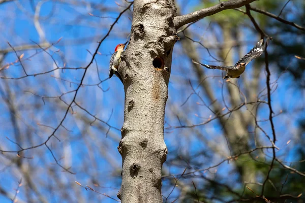 Pájaro Carpintero Vientre Rojo Melanerpes Carolinus Con Cavidad Anidación —  Fotos de Stock