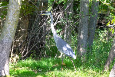 Büyük mavi balıkçıl (