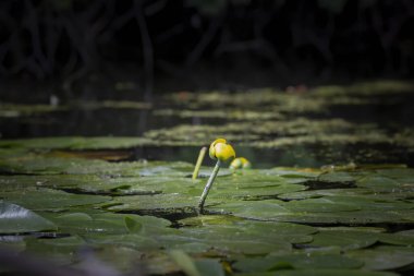 Spatterdock (Nuphar Advena), Amerika Birleşik Devletleri 'nin doğusunda ve Kanada' nın Nova Scotia gibi bazı bölgelerinde yaşayan bir Nuphar türü..