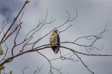Genç kel kartal, yerli Amerikan hayvanı ve Amerikan sembolü. 