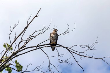 Genç kel kartal, yerli Amerikan hayvanı ve Amerikan sembolü. 