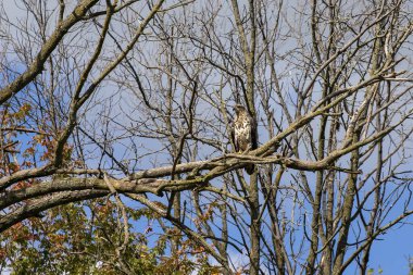 Genç kel kartal, yerli Amerikan hayvanı ve Amerikan sembolü. 