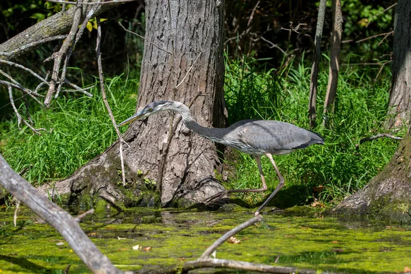 Grande Garça Azul Ardea Cinerea Maior Garça Americana Caça Pequenos — Fotografia de Stock